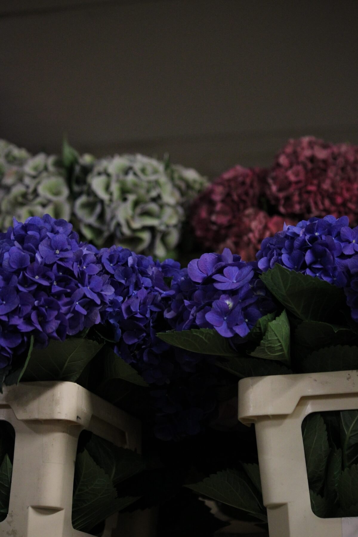 Findan blomster i kølerum helt tæt på