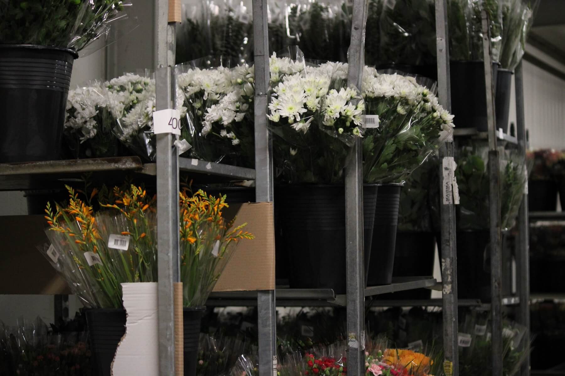 Findan flere blomster i kølerum