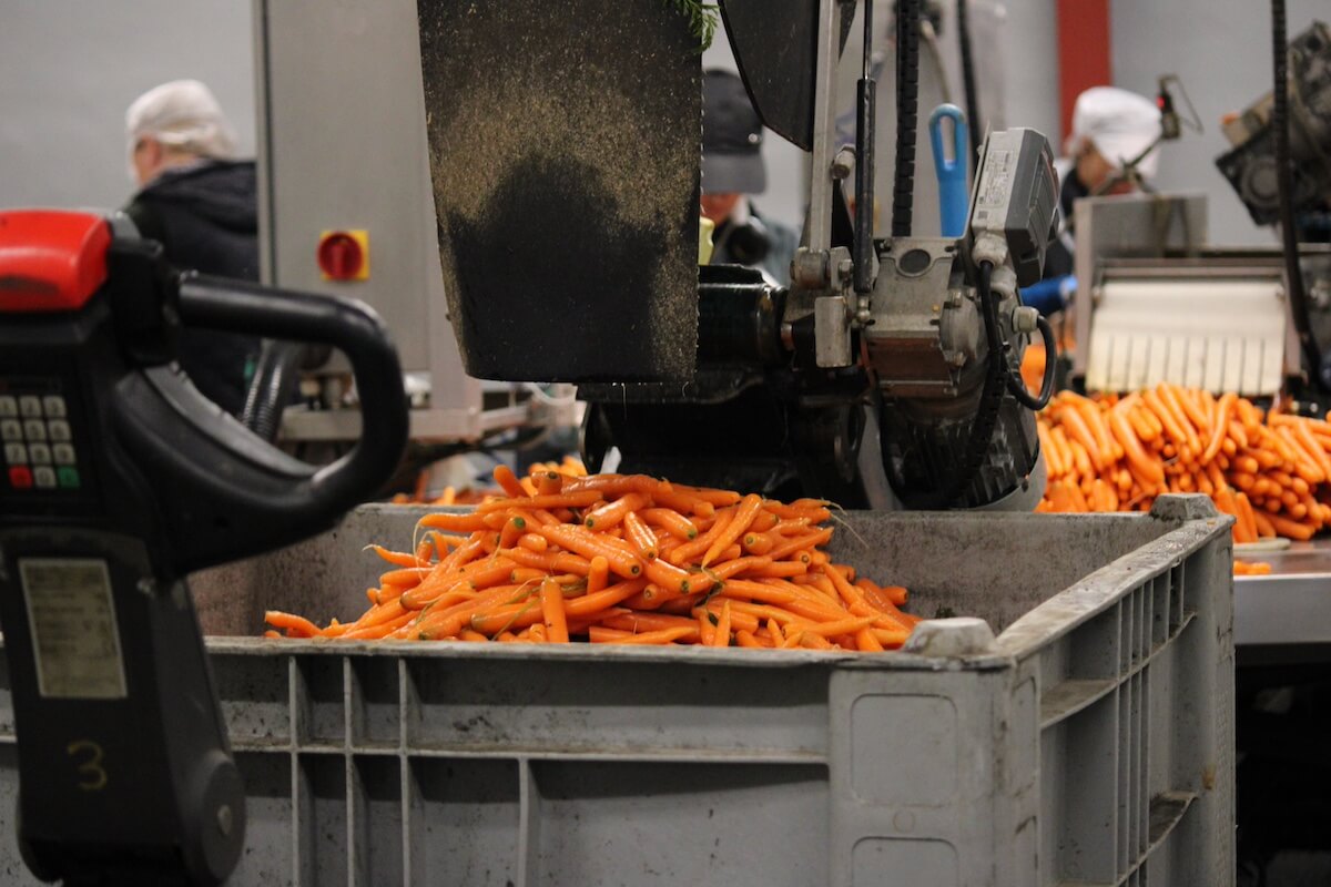 Findan gulerødder gøres klar til industri køl